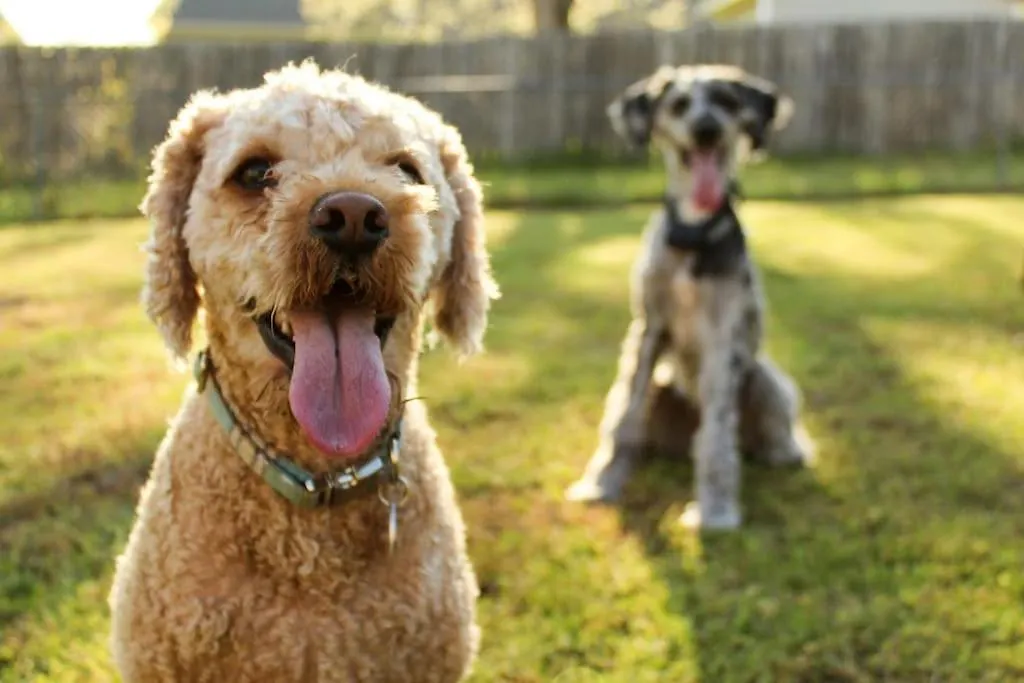 Ferienhaus Palm Coastal Retreat - Family & Pet Friendly, 5-Mins To Beach! Kawana Waters